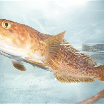 남극 물고기도 기후변화가 오면 아파집니다