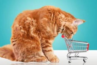 고양이같은 소비자가 있다고? '캣슈머'가 온다