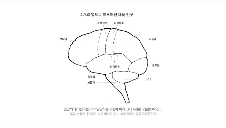 대뇌의 4개 엽 : 네이버 블로그