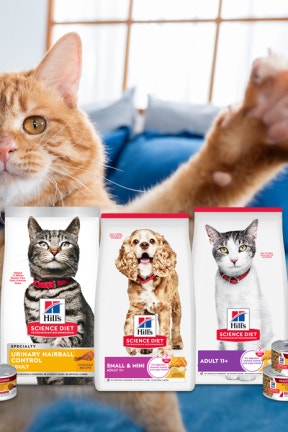 [펫바우처X펫특가 챌린지] 힐스 미리 블랙프라이냥 ~40% 특가 LIVE